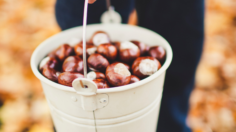 CASTANHAS, UM TESOURO NUTRICIONAL